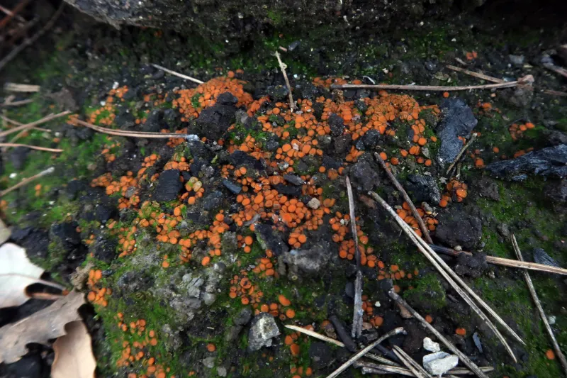 Anthracobia tristis 1 - IMG_8436